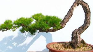 盆景有哪些分類(lèi)