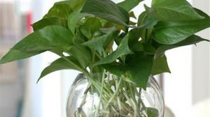 水培綠蘿加白糖能生根嗎 白糖含有營養(yǎng)元素對(duì)植株生長有幫助
