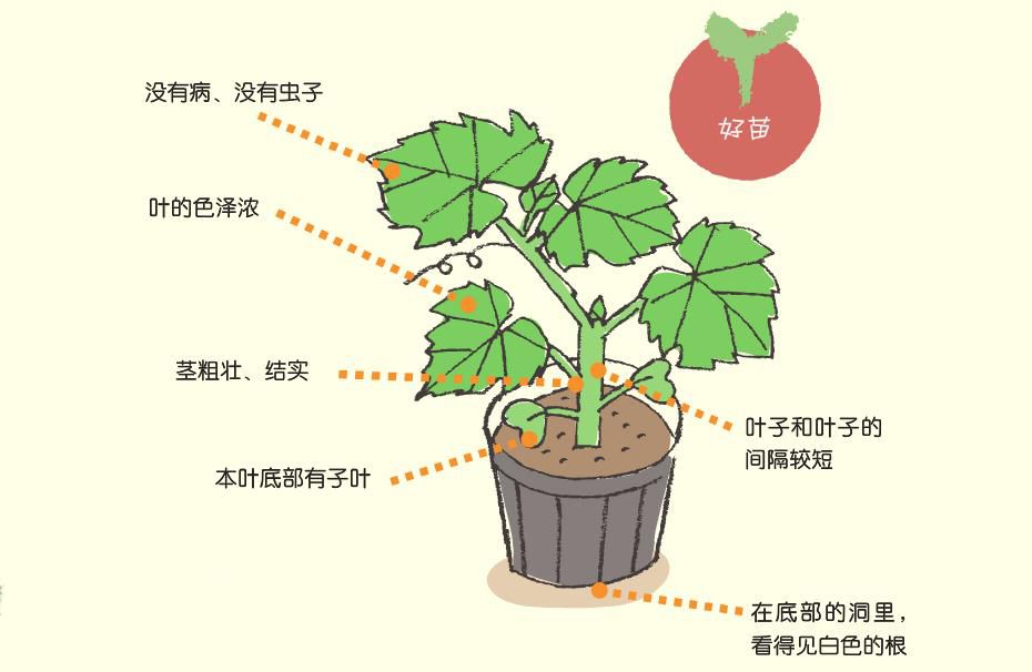 學會分辨好苗