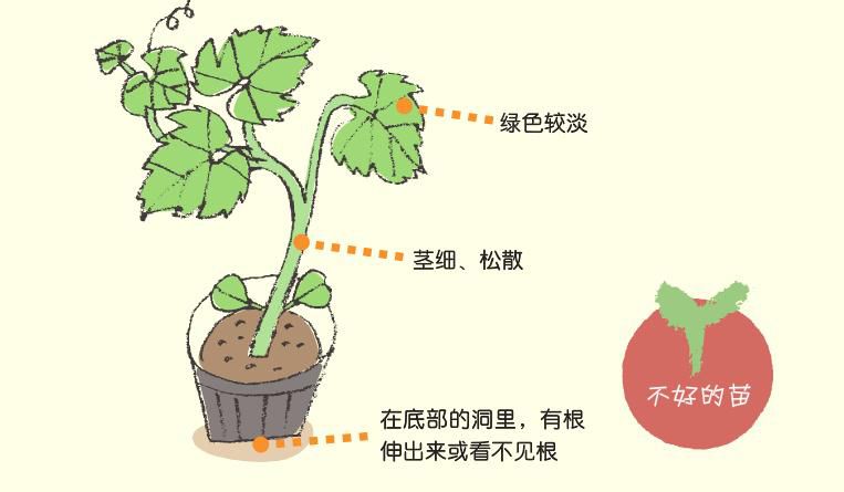 學會分辨好苗 壞苗