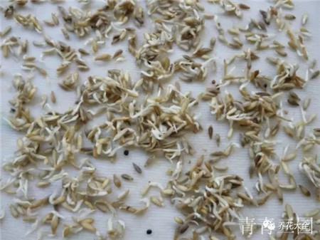 購(gòu)買種子