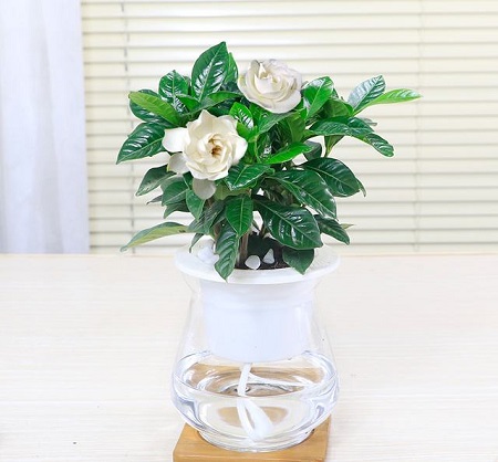 水培植物開花