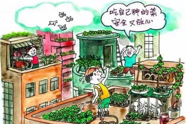 陽臺種菜試過嗎？都市菜農(nóng)STYLE走起！