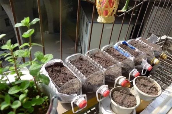 現(xiàn)在種上這8種菜，過(guò)年就能上桌了！