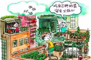 陽臺種菜試過嗎？都市種菜應(yīng)不同朝向的陽臺選擇不同蔬菜