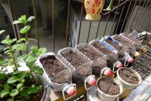 現(xiàn)在種上這8種菜，過年就能上桌了！