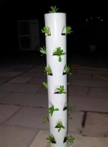 放土移植-陽臺(tái)巧種菜