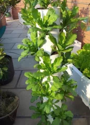陽臺(tái)pvc種菜成熟記