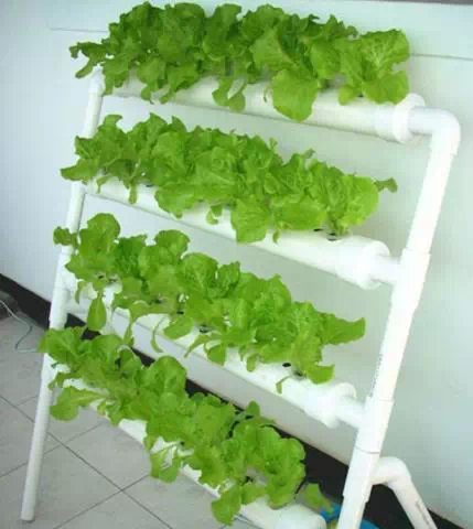 陽臺(tái)種菜效果圖