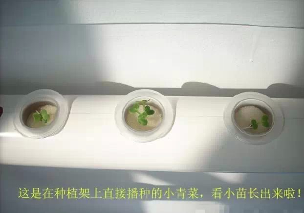 陽臺(tái)種菜育苗過程