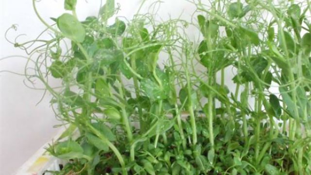 陽臺(tái)豌豆的種植方法