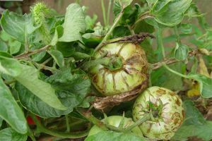 陽臺蔬菜常見病 白粉病、霉病、黃萎病等蔬菜常見病介紹