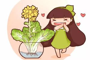 水培蔬菜開了花，竟然這么美！感覺以前虧了100萬