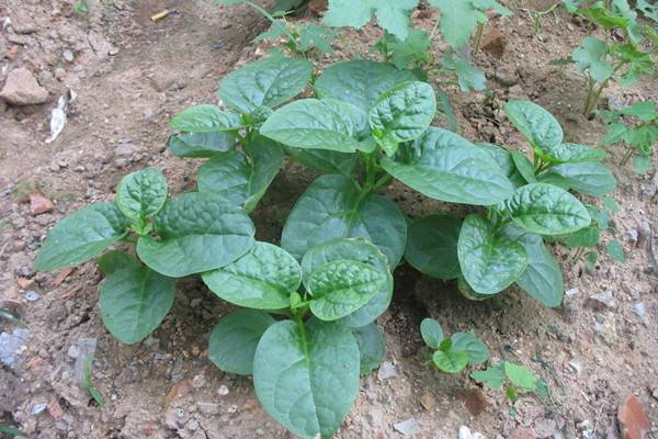 我把這8種菜種進(jìn)花盆，一個(gè)冬天沒買菜