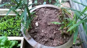 陽(yáng)臺(tái)怎樣種生姜 在陽(yáng)臺(tái)種植生姜，需要選擇健康的根莖