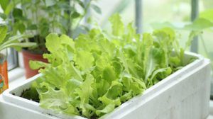 陽臺(tái)怎么種生菜 注意要保持陽光充足，但生菜不要暴曬