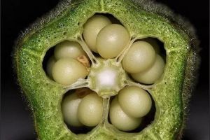 種得一盆好菜，六大步驟一步解決陽臺種菜