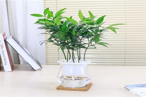 竹柏可以水培嗎 竹柏為半陰植物，喜歡濕潤生長環(huán)境，但忌積水