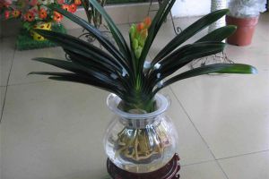水培花卉不怕?tīng)€根，學(xué)會(huì)三招水養(yǎng)植物效果好