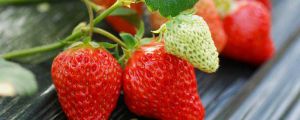 陽(yáng)臺(tái)草莓的種植方法 栽植、換盆方法及日常管理