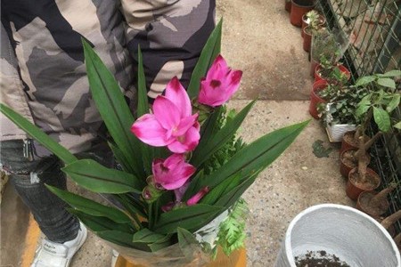 姜荷花
