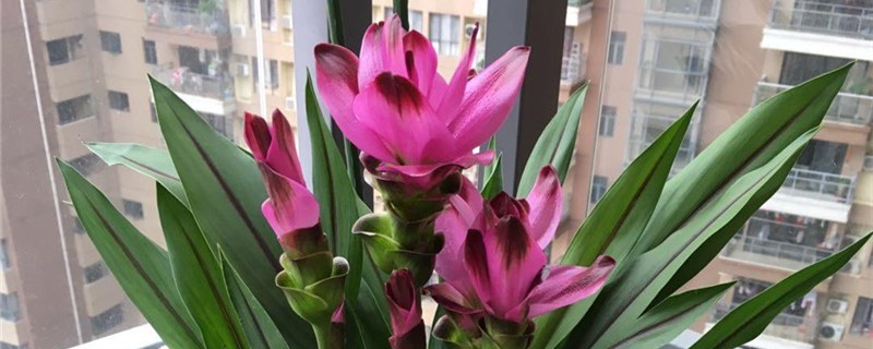 姜荷花的花語，有什么傳說故事