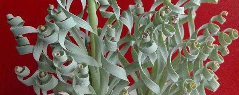 彈簧草的花語(yǔ)和寓意，適合送給什么人