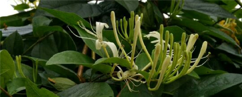 金銀花的花語(yǔ)，有什么傳說(shuō)故事