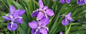 鳶尾什么季節(jié)開花，花期如何養(yǎng)護(hù)