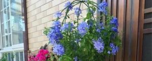 藍(lán)雪花怎么做成棒棒糖，怎么養(yǎng)護(hù)