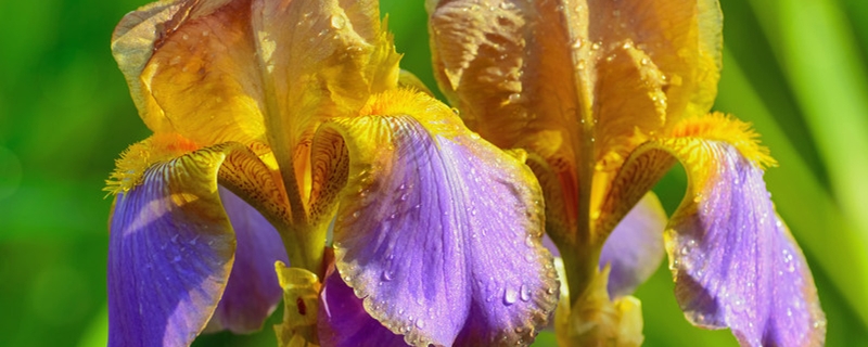 鳶尾開花后的養(yǎng)護(hù)，為什么不開花