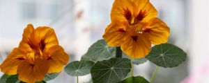 旱金蓮怎么養(yǎng)開花多，如何養(yǎng)爆盆