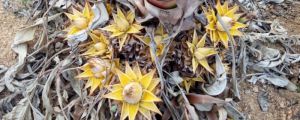 地涌金蓮開花后怎么處理，爛莖了怎么辦