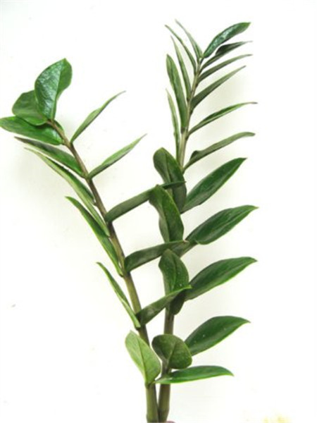 金錢(qián)樹(shù)樹(shù)枝