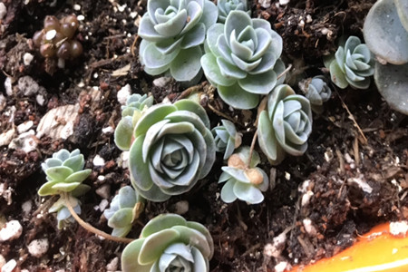 子持蓮華