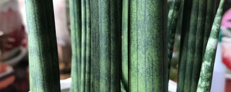 棒葉虎尾蘭的養(yǎng)殖方法和注意事項