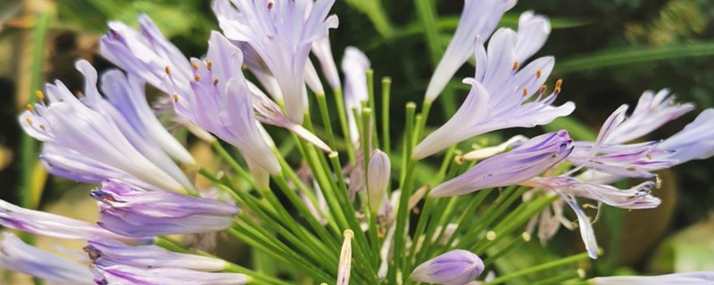 百子蓮的花語(yǔ)和寓意，適合送給什么人