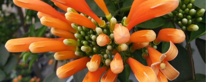 炮仗花的花語(yǔ)和寓意，有什么文化意義
