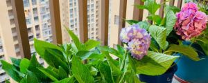 怎么讓繡球花開花，開花后怎么處理
