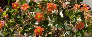 怎么讓酢漿草發(fā)芽，球根怎么種