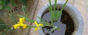 菖蒲花的花語(yǔ)和寓意，有什么傳說(shuō)故事
