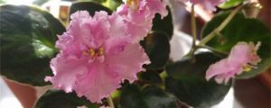 非洲堇的花語(yǔ)和寓意，有什么傳說故事