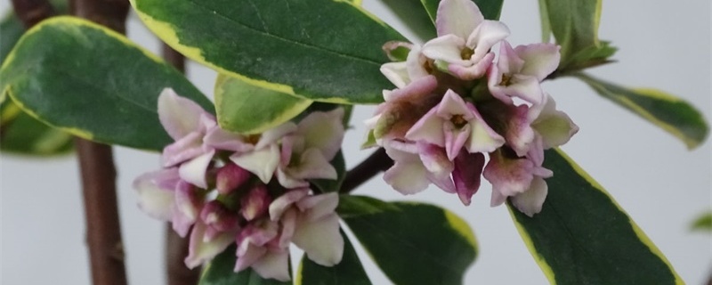 瑞香花怎么養(yǎng)，家庭養(yǎng)法