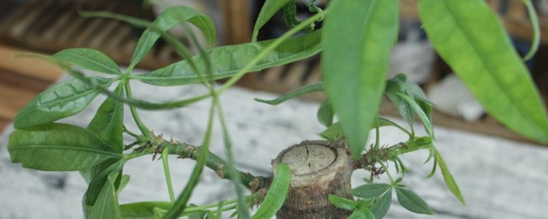 怎么讓發(fā)財樹重新發(fā)芽，發(fā)芽后怎么培育