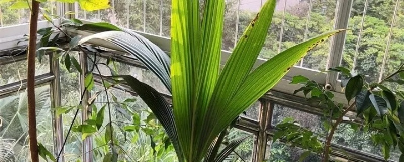 椰子怎么種植，可以盆栽嗎