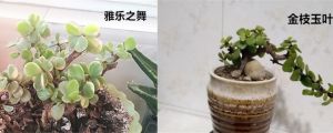 雅樂之舞和金枝玉葉的區(qū)別，哪個(gè)好