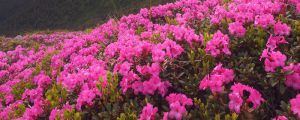 怎么讓杜鵑花開花，開花前用什么肥