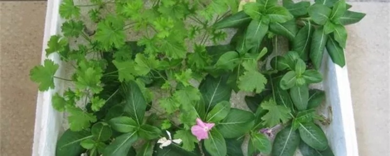 長(zhǎng)春花冬天怎么養(yǎng)護(hù)，葉子發(fā)黃怎么辦
