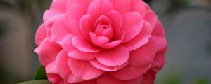 茶花施肥用什么肥料，茶花施肥過多怎么辦