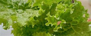 露天種生菜后地干能澆水嗎，生菜如何燙水不會(huì)黃
